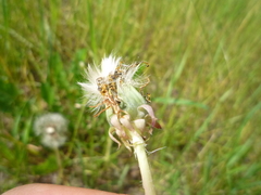 Taraxacum proximum