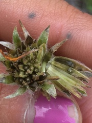 Balsamorhiza lanata