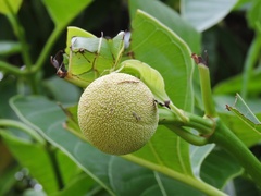 Neolamarckia cadamba