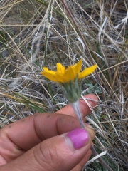 Balsamorhiza lanata