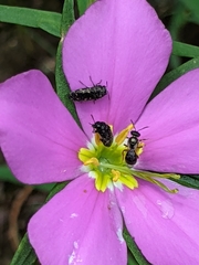 Acmaeoderini