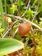 Galerina paludosa