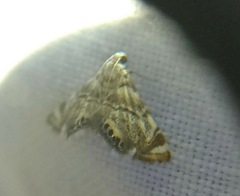 Eoparargyractis irroratalis