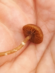 Galerina paludosa