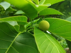 Neolamarckia cadamba