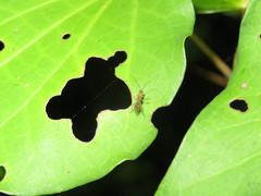 Meteorus pulchricornis