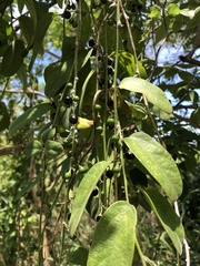 Passiflora multiflora