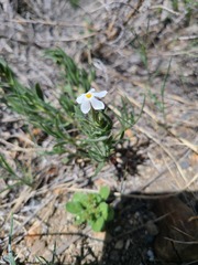 Leptosiphon nuttallii