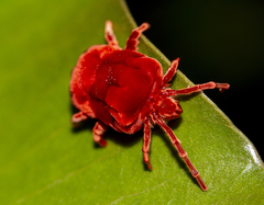 Dinothrombium