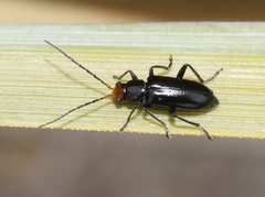 Triarius nigroflavus