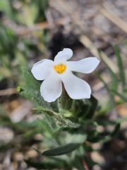 Leptosiphon nuttallii