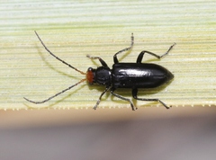 Triarius nigroflavus