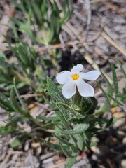 Leptosiphon nuttallii