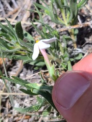 Leptosiphon nuttallii