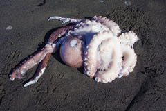 Enteroctopus