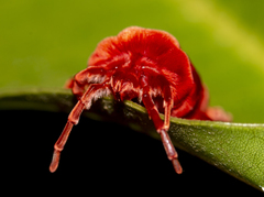 Dinothrombium