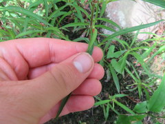 Lysimachia lanceolata