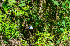 Morpho helenor montezuma