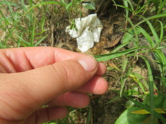 Lysimachia lanceolata