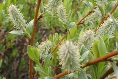 Salix eastwoodiae