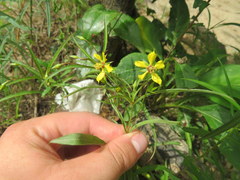 Lysimachia lanceolata