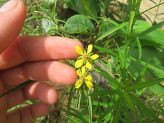 Lysimachia lanceolata