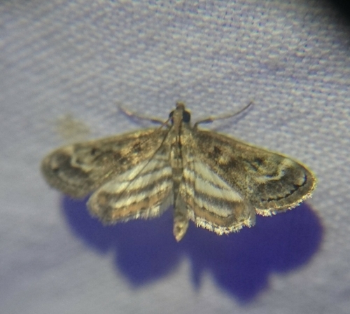 Obscure Pondweed Moth photo 5