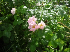Obtuseleaf Rose (Rosa obtusifolia)