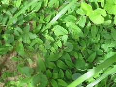 Stylisma humistrata