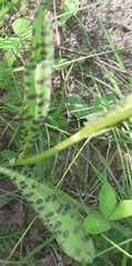 Dactylorhiza fuchsii