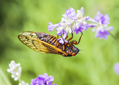 Magicicada septendecim