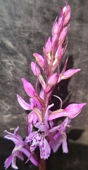 Dactylorhiza fuchsii