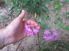 Phlox carolina