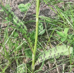 Dactylorhiza fuchsii