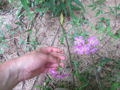 Phlox carolina