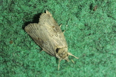Nycteola asiatica