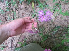Phlox carolina