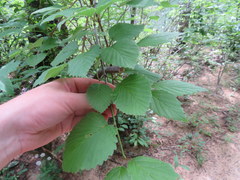 Viburnum alabamense