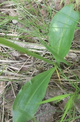 Platanthera bifolia