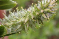Salix eastwoodiae