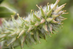 Salix eastwoodiae