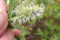 Salix eastwoodiae