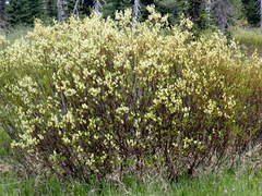 Salix eastwoodiae