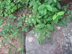 Ligusticum canadense