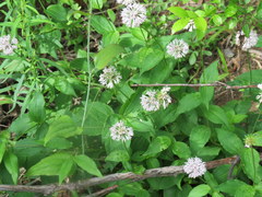 Marshallia trinervia