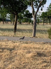 Columba palumbus