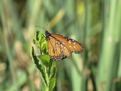 Danaus gilippus gilippus