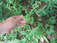 Hypericum crux-andreae