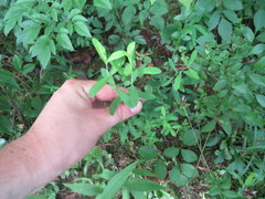 Hypericum crux-andreae