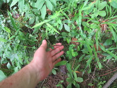 Hypericum crux-andreae